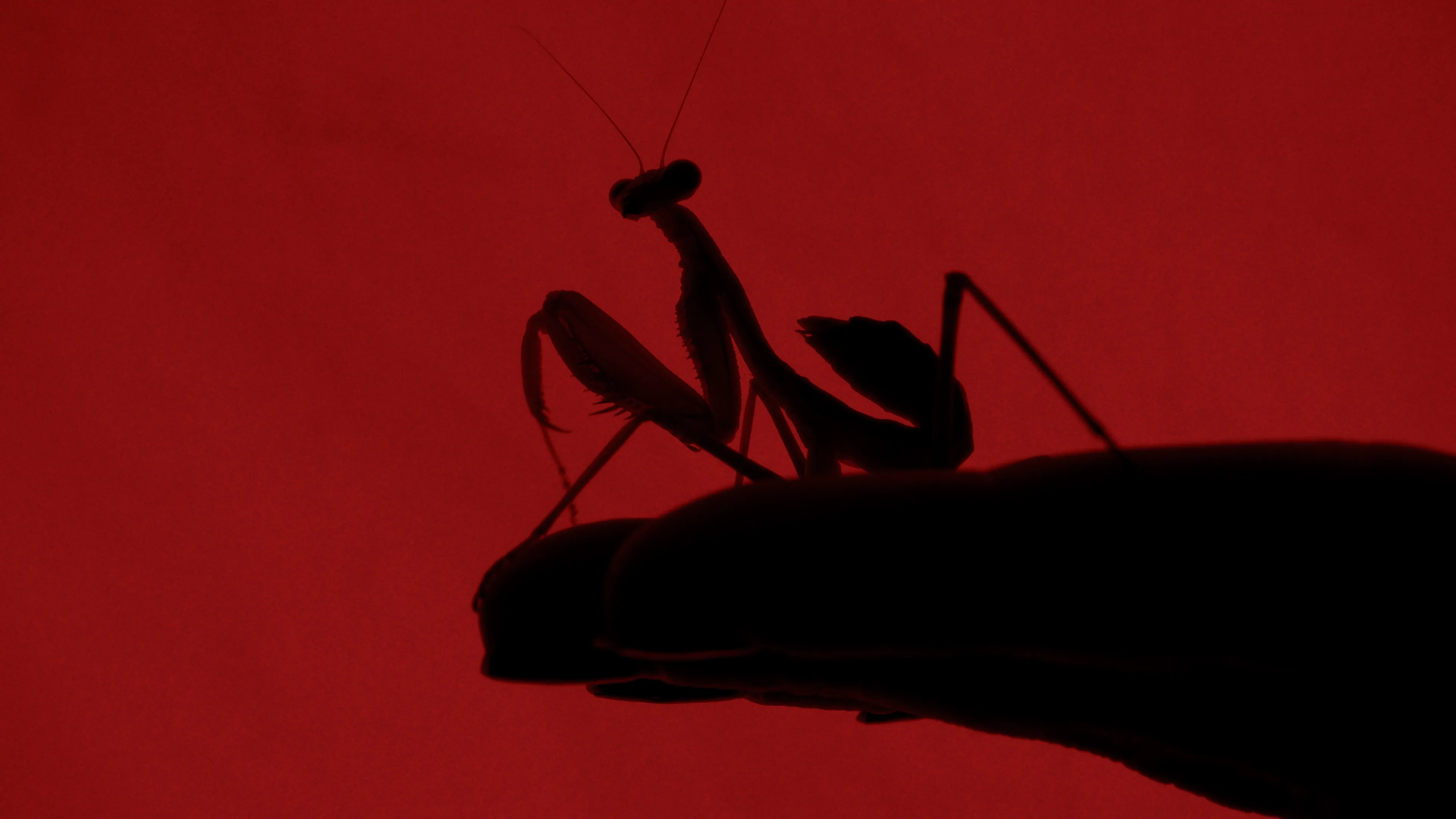 Adormidera — still 4